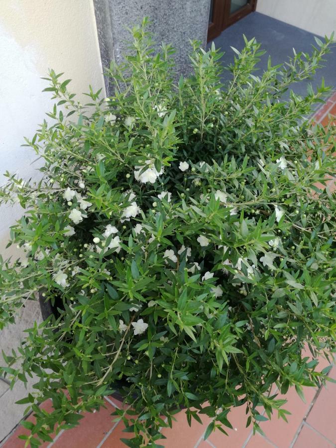 Jerula B&B Agerola Dış mekan fotoğraf